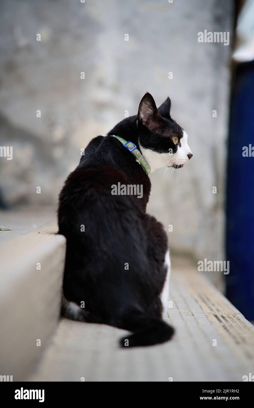 Un colpo verticale di un gatto nero seduto su una scala Foto Stock