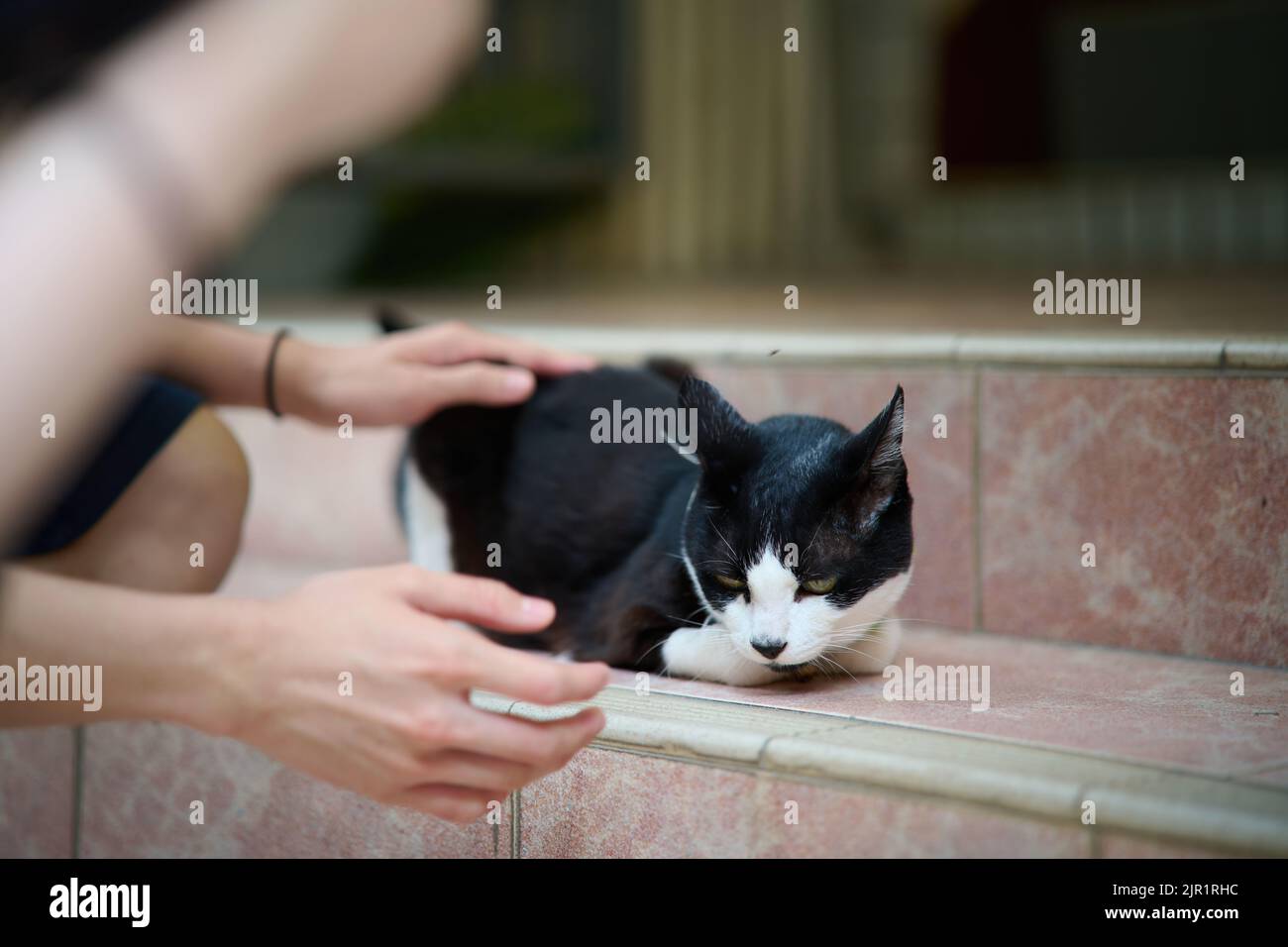 Un gatto nero che viene toccato da un uomo sulle scale Foto Stock