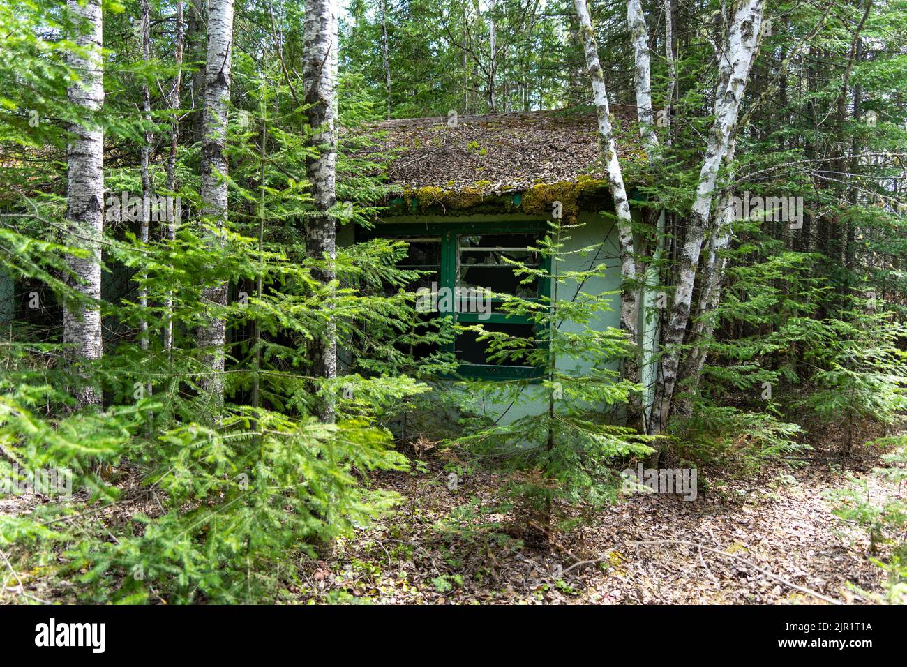Una casa di legno nella foresta Foto Stock