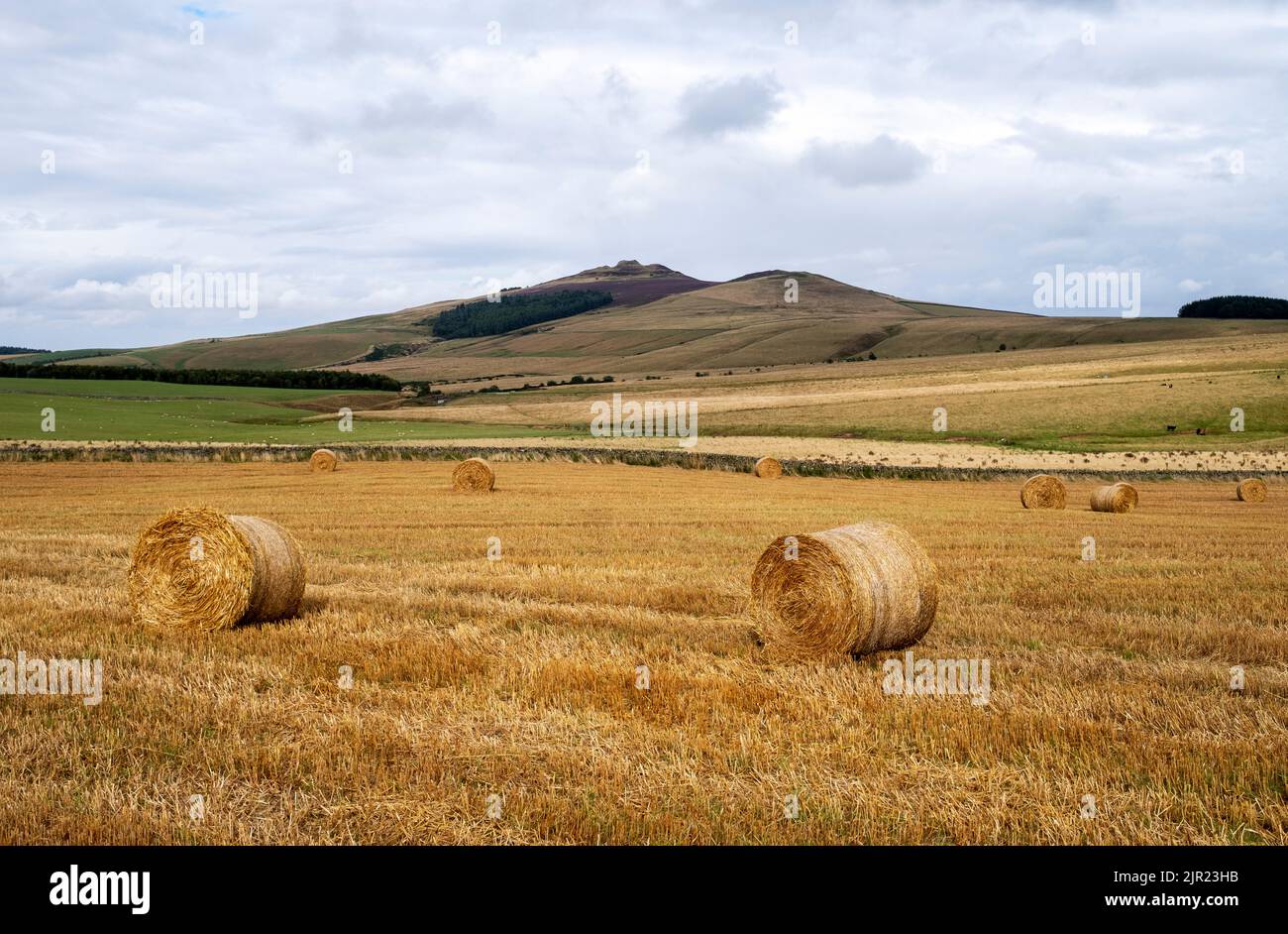Balle di paglia in un campo appena raccolto con Rubers Law collina in lontananza, confini scozzesi. Foto Stock