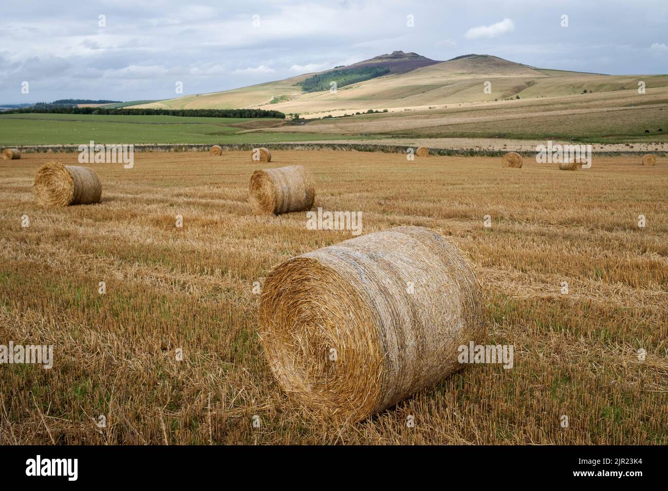 Balle di paglia in un campo appena raccolto con Rubers Law collina in lontananza, confini scozzesi. Foto Stock