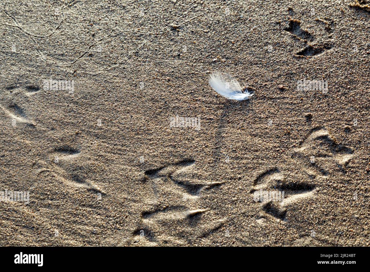 Una piuma bianca vista alla luce del mattino sdraiata su una spiaggia di sabbia grossa circondata da orme di gabbiano e piste di sandworm Foto Stock
