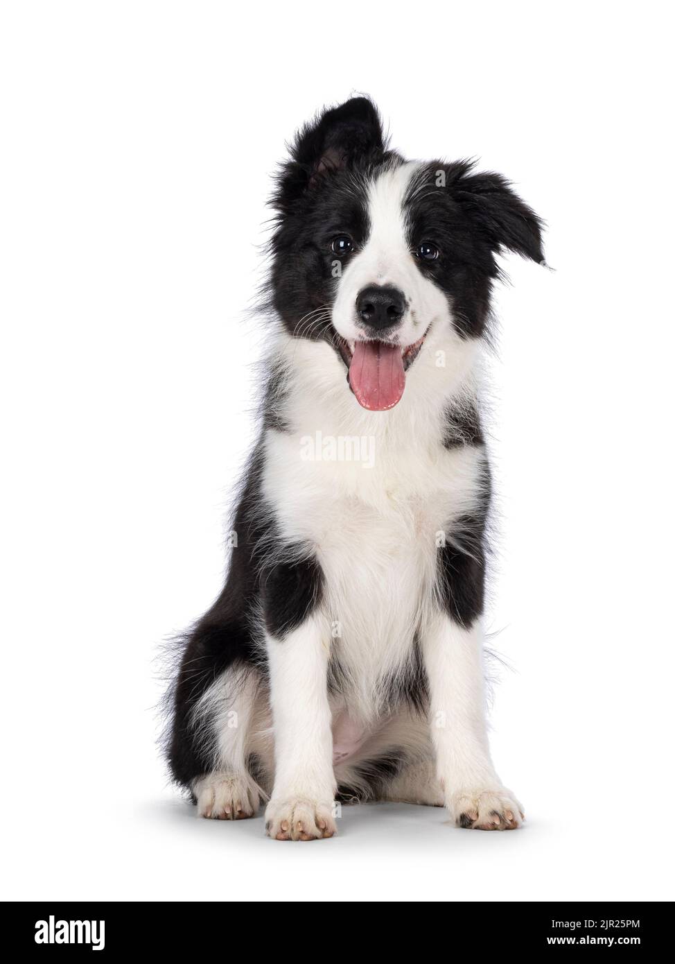 Super adorabile nero tipico con bordo bianco cucciolino Colie cane, seduto di fronte. Guardando verso la fotocamera con gli occhi più dolci. Lingua rosa fuori Foto Stock