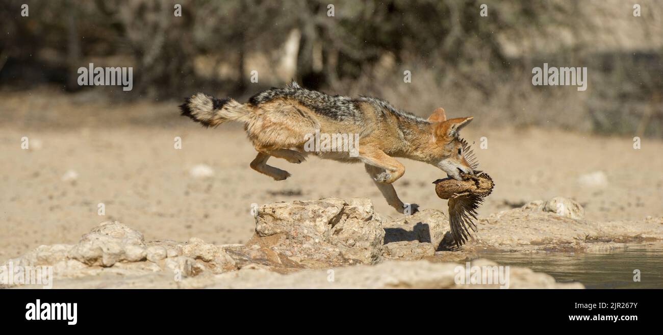 Sciacallo nero ( Canis mesomelas ) Kgalagdi Transborder Park, Sudafrica Foto Stock