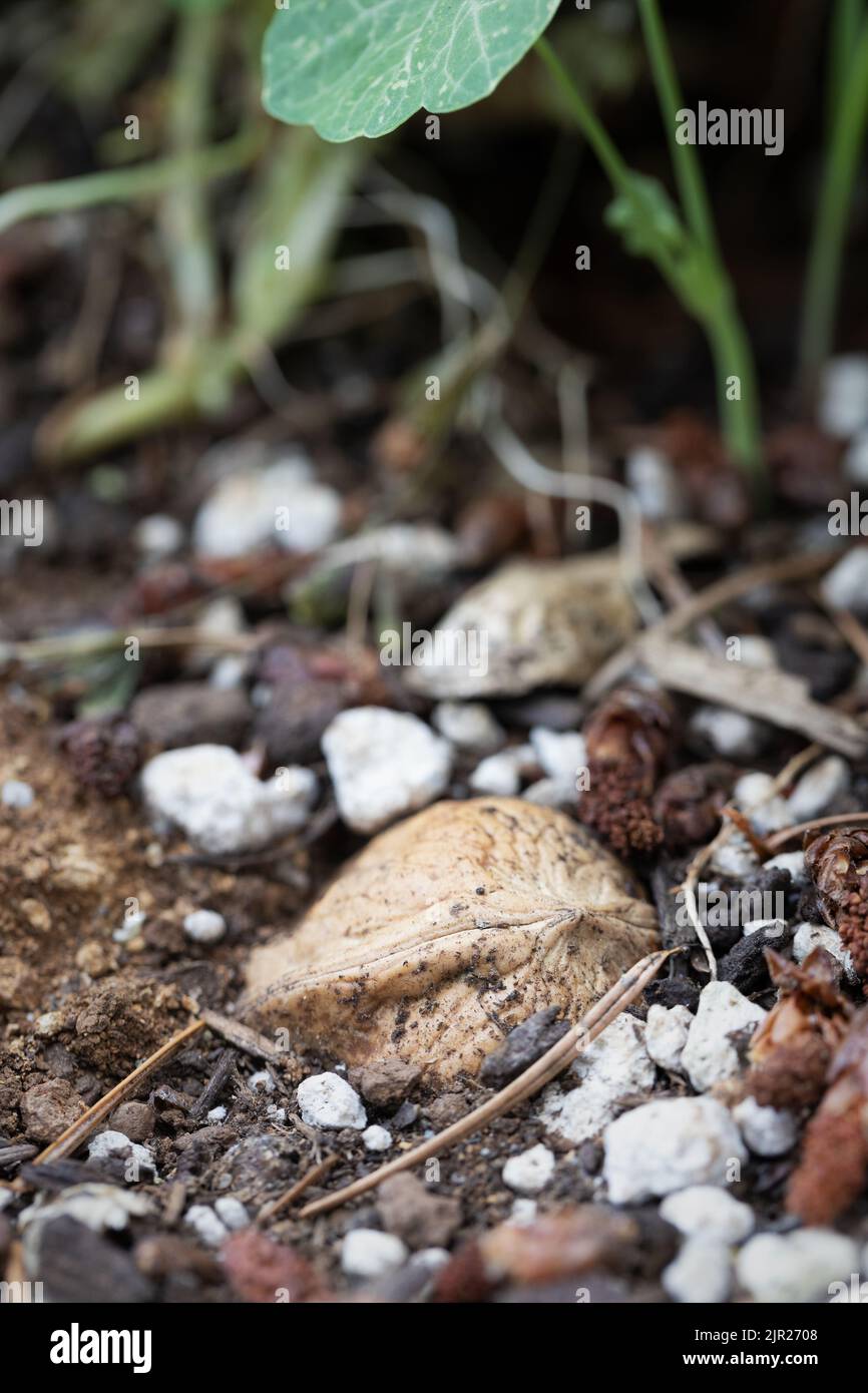 Una noce semi-sepolta in un giardino sotto una pianta di nasturzio. Foto Stock