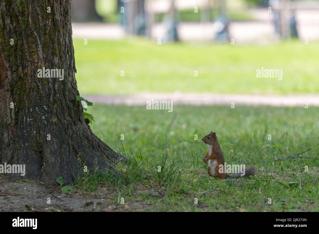 Uno scoiattolo in un giardino a San Pietroburgo, Russia. Foto Stock