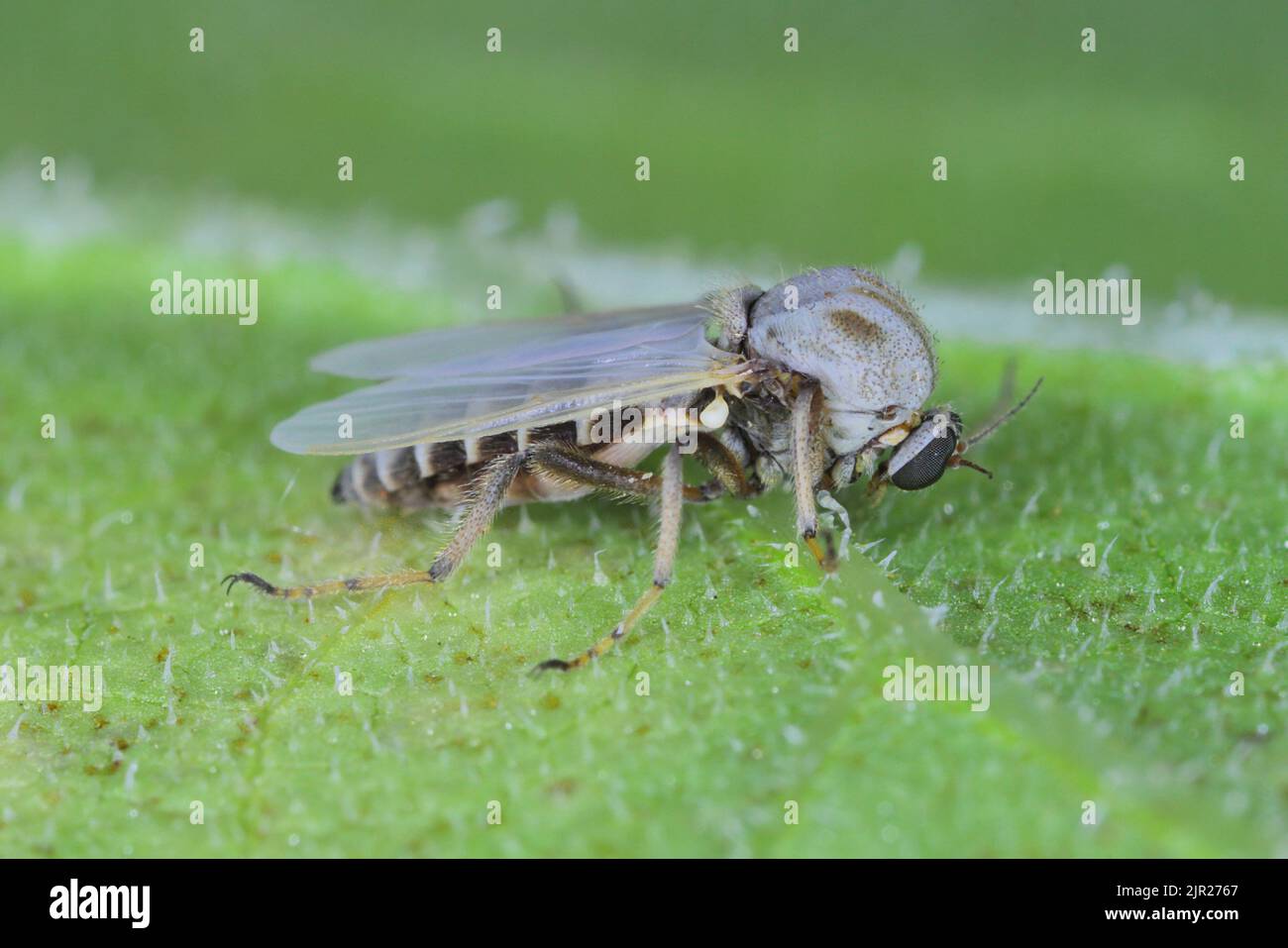 Femmina di flie della famiglia Chironomidae (nota informalmente come chironomidi, ostetriche non morenti, o mosche lacustri). Foto Stock