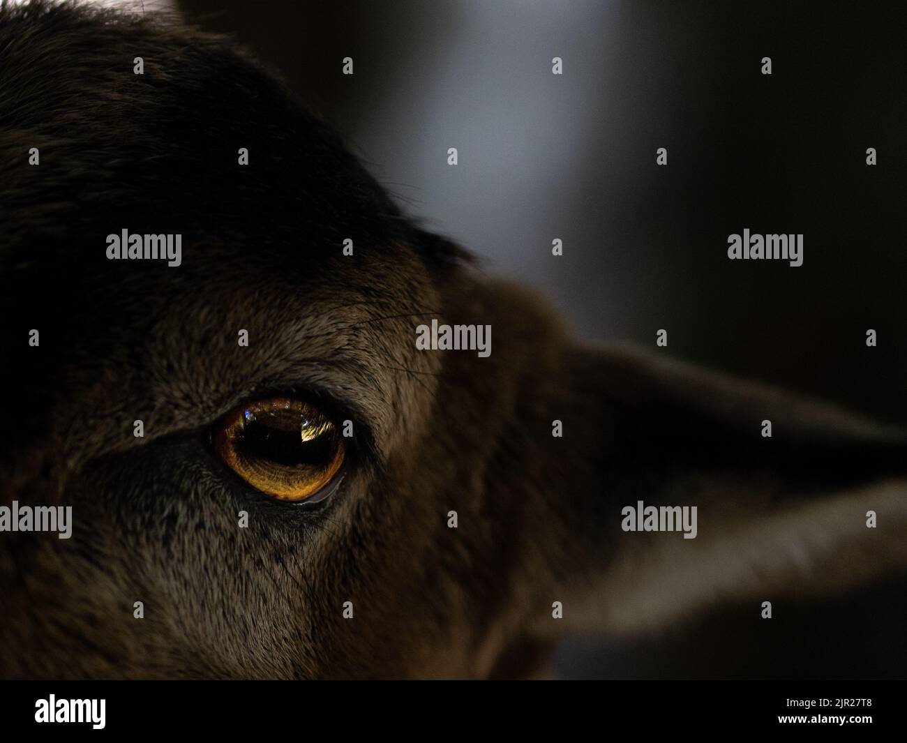 Vista frontale di una pecora del camerun che guarda direttamente lo spettatore con uno sfondo scuro Foto Stock