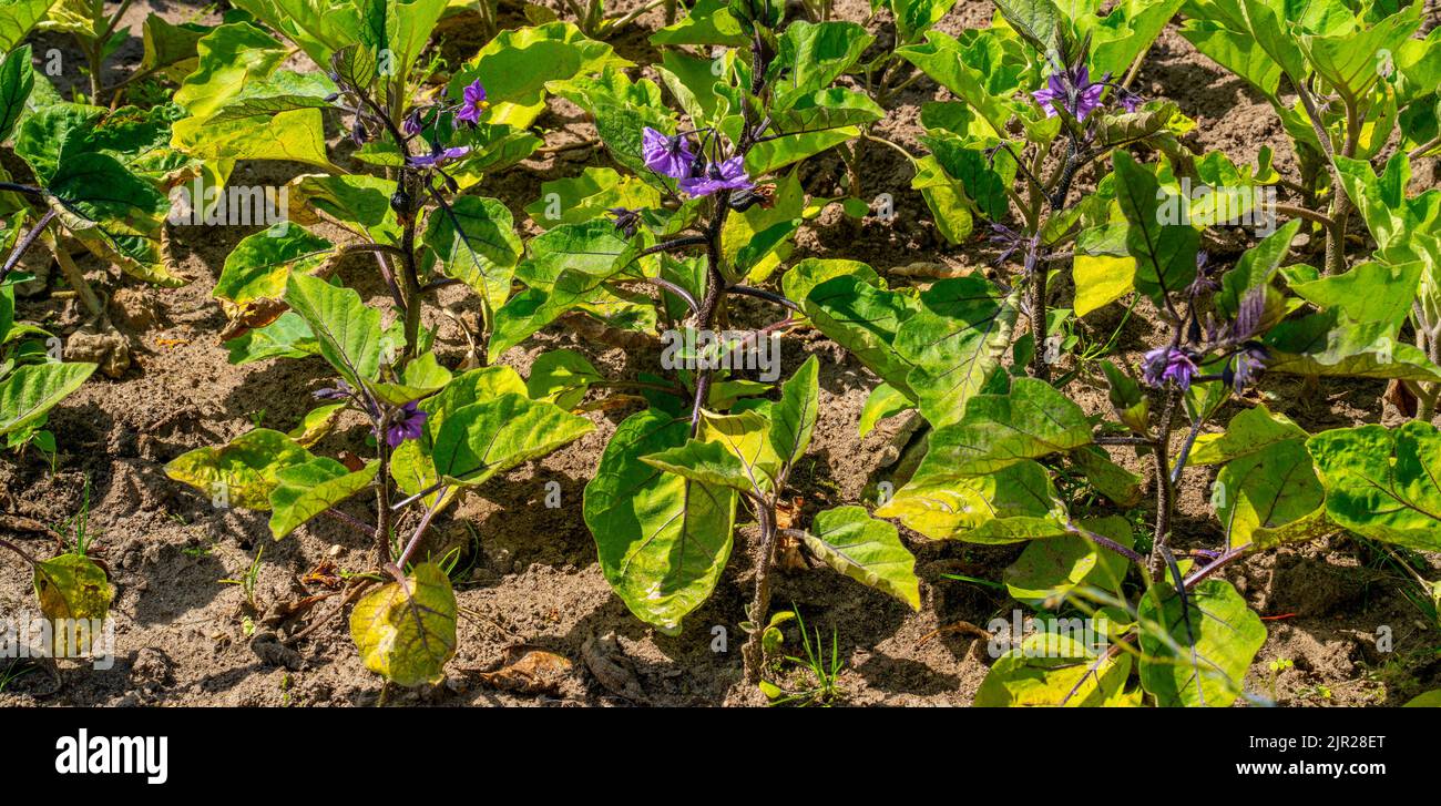 Piante da fiore di Eggplants che crescono in un giardino (Solanum melongena) - Solanum esculentum Foto Stock