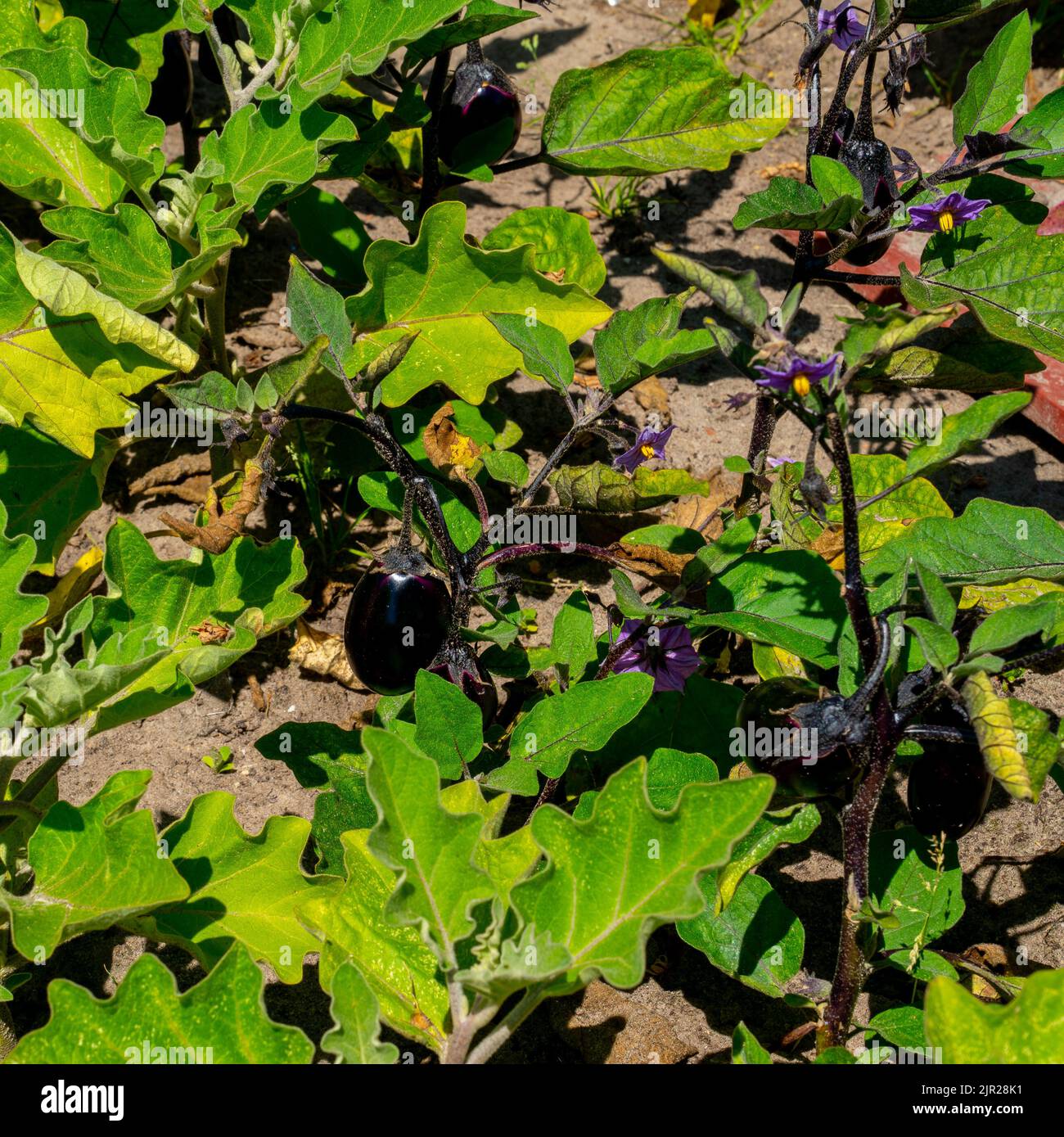 Primo piano di una melanzana con fiori e frutti (Solanum melongena) Foto Stock
