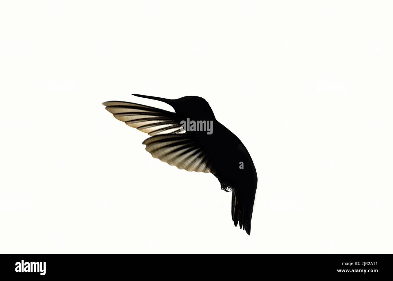 Una silhouette di colibrì su uno sfondo isolato Foto Stock