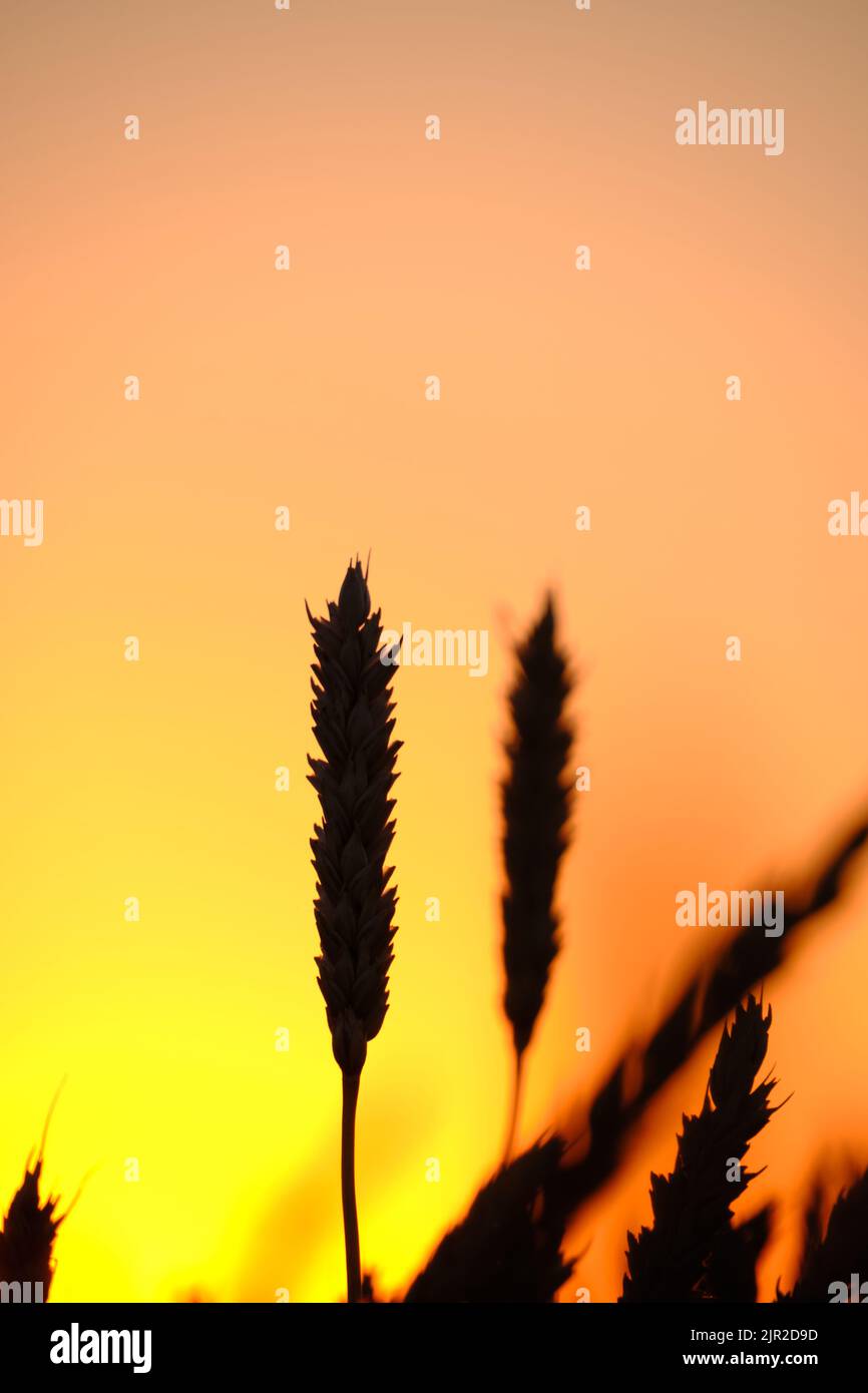 Spighe grano maturo in tramonto chiaro e colorato Foto Stock