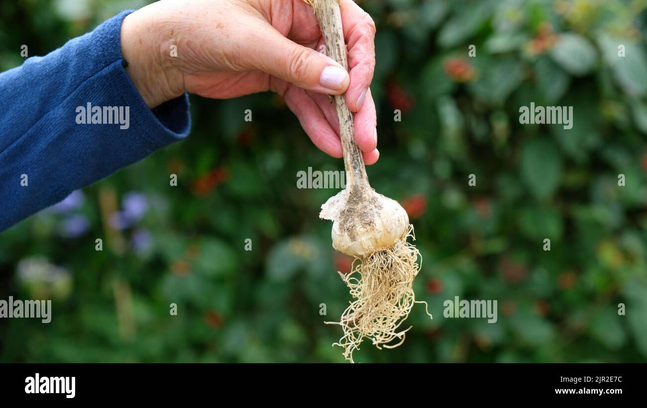 Mano femmina che tiene appena raccolto aglio dal giardino - John Gollop Foto Stock