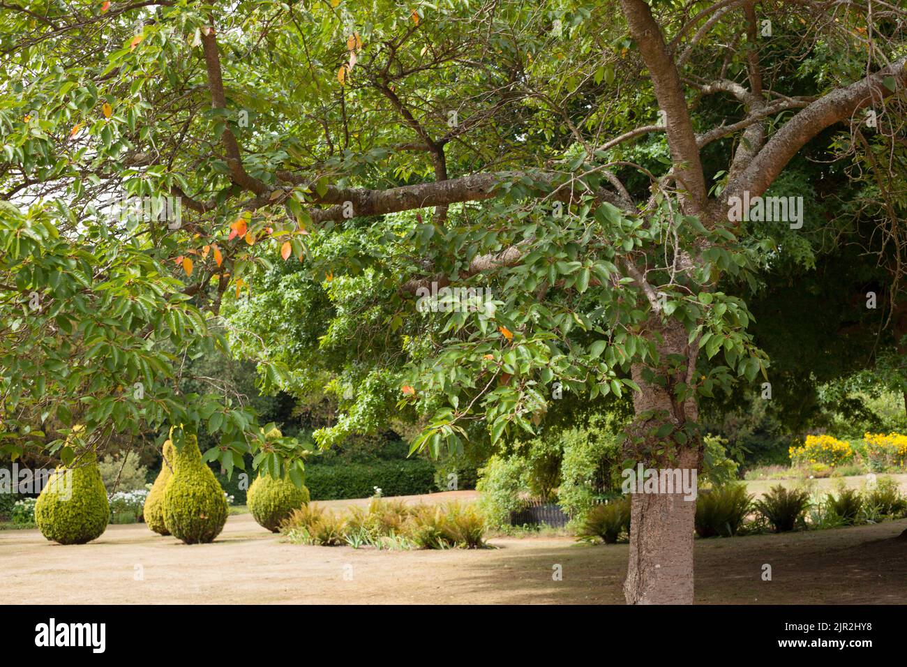 Parco di Hyland, Chelmsford, Essex, Gran Bretagna - 2022 agosto - Una vista di paesaggio di alberi e topiary nel parco del patrimonio a Chelmsford. Foto Stock