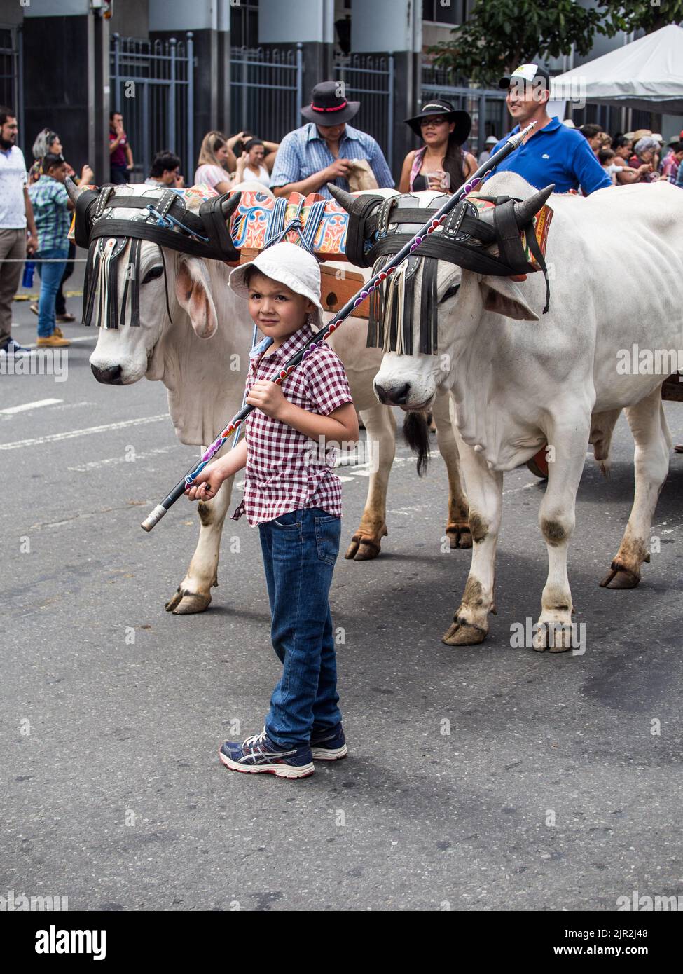 Yound ragazzo che conduce buoi nella tradizionale parata bue cart a San José, Costa Rica. Foto Stock