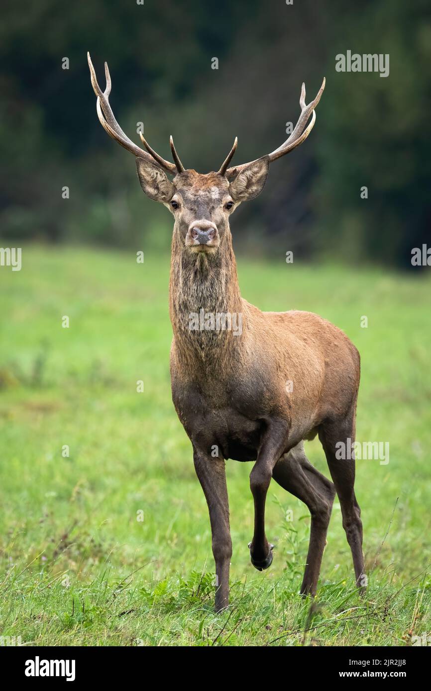 Giovane cervo rosso che si avvicina dalla vista frontale su un prato con erba verde Foto Stock