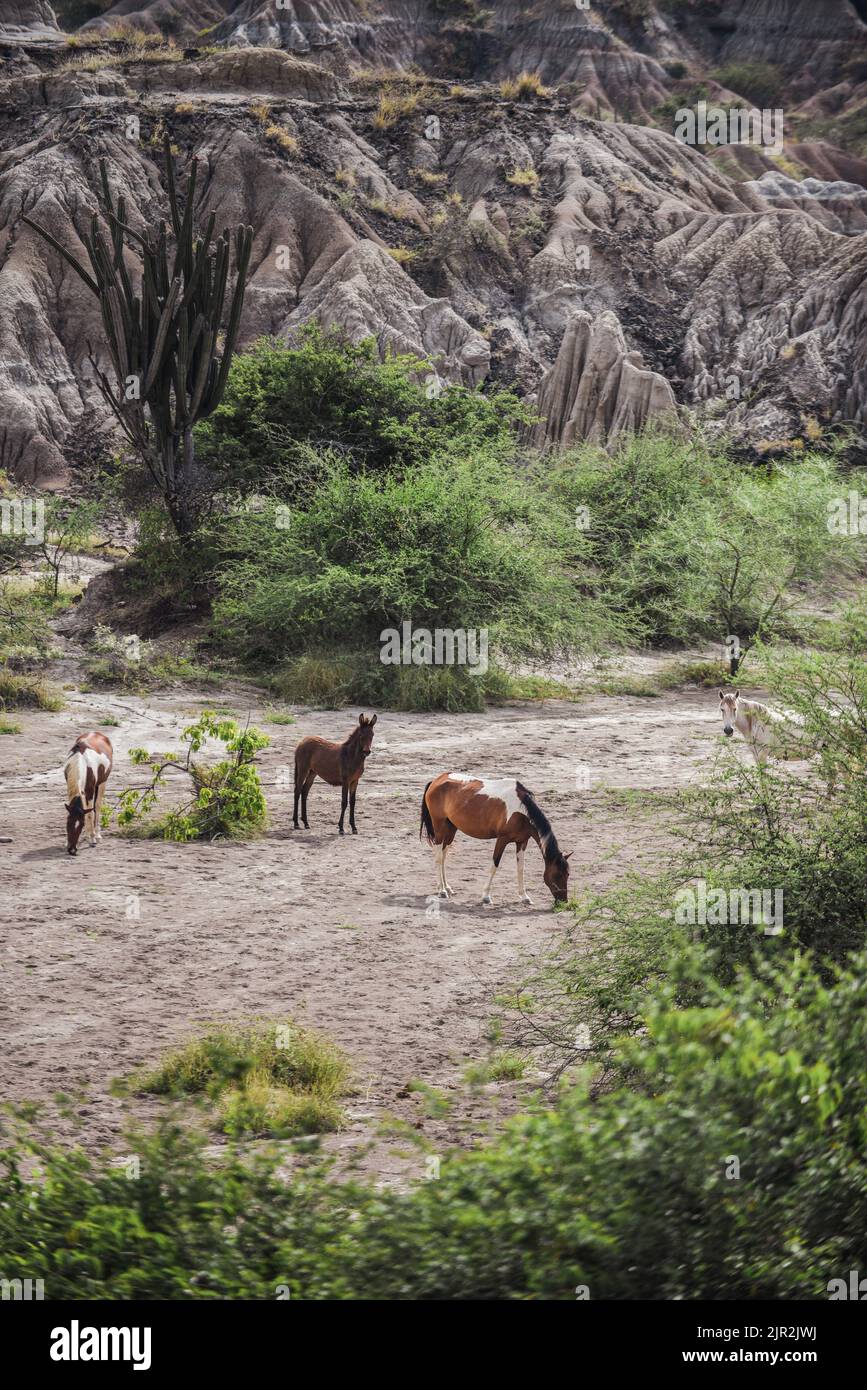 Cavalli nel deserto di Tatacoa, situato a nord del dipartimento di Huila in Colombia Foto Stock