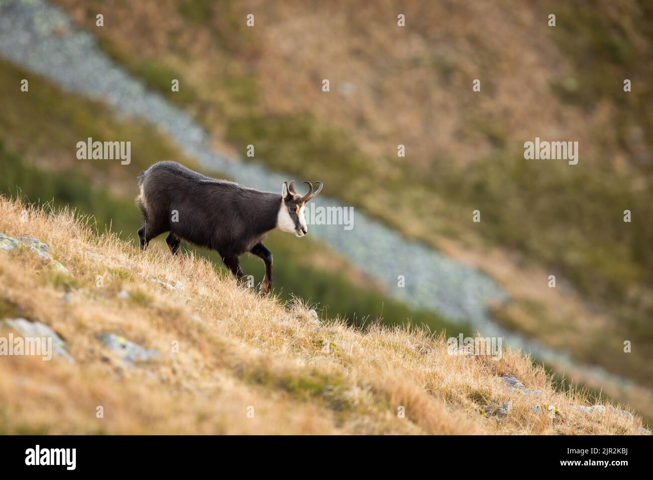 Camoscio Tatra che va su erba secca sul lato della montagna in autunno Foto Stock
