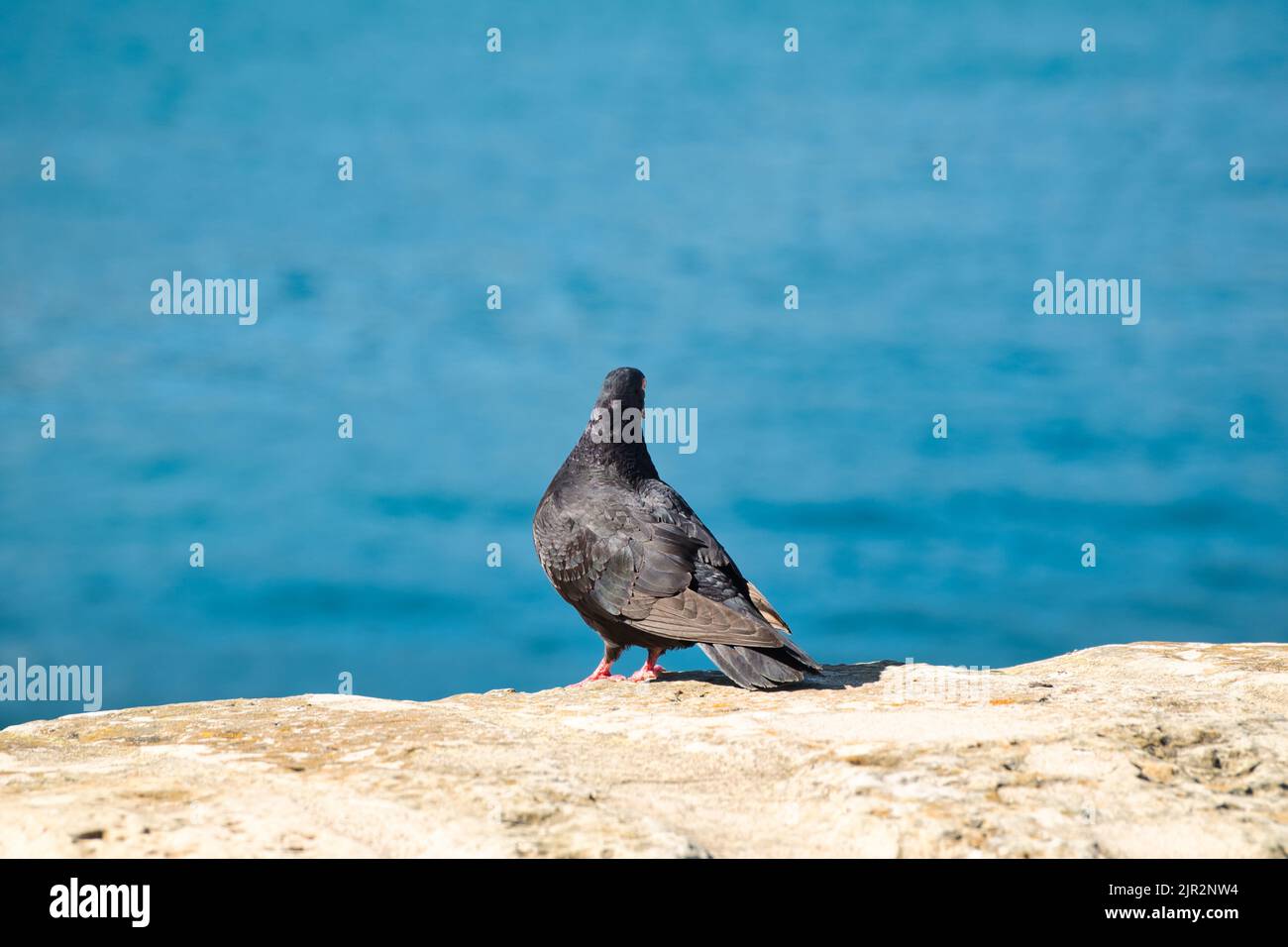 Vista posteriore di un piccione nero isolato che guarda al mare Foto Stock