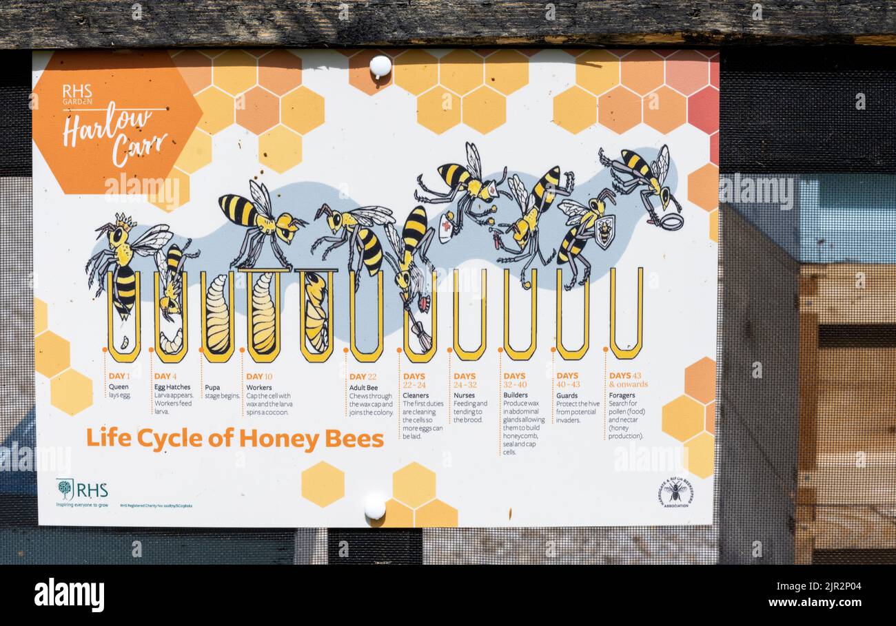Informazioni per i visitatori sulle api a RHS Garden Harlow Carr, Crag Lane, Beckwithshaw, Harrogate, Yorkshire, Inghilterra, Regno Unito Foto Stock