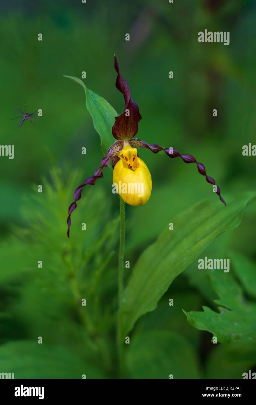 Una piccola orchidea gialla di Lady's Slipper nella riserva ecologica di Brokenhead Wetland, Manitoba, Canada. Foto Stock
