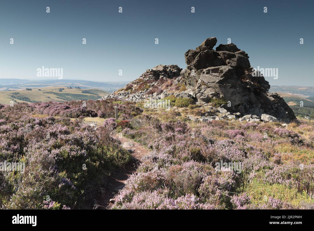 Heather on Stipperstones National Nature Reserve vicino Shrewsbury in Shropshire, Regno Unito Foto Stock