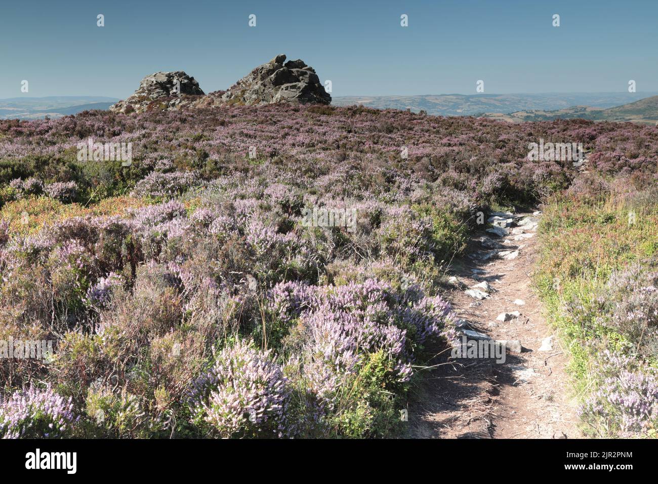Heather on Stipperstones National Nature Reserve vicino Shrewsbury in Shropshire, Regno Unito Foto Stock
