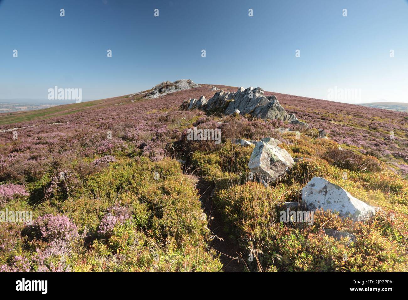 Heather on Stipperstones National Nature Reserve vicino Shrewsbury in Shropshire, Regno Unito Foto Stock