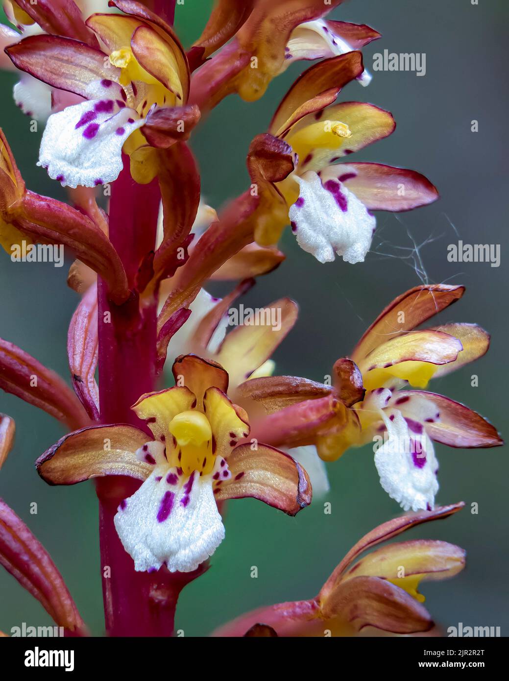 L'orchidea della radice di Corallo macchiata nella riserva ecologica delle paludi di Brokenhead, vicino a Scanterbury, Manitoba, Canada. Foto Stock