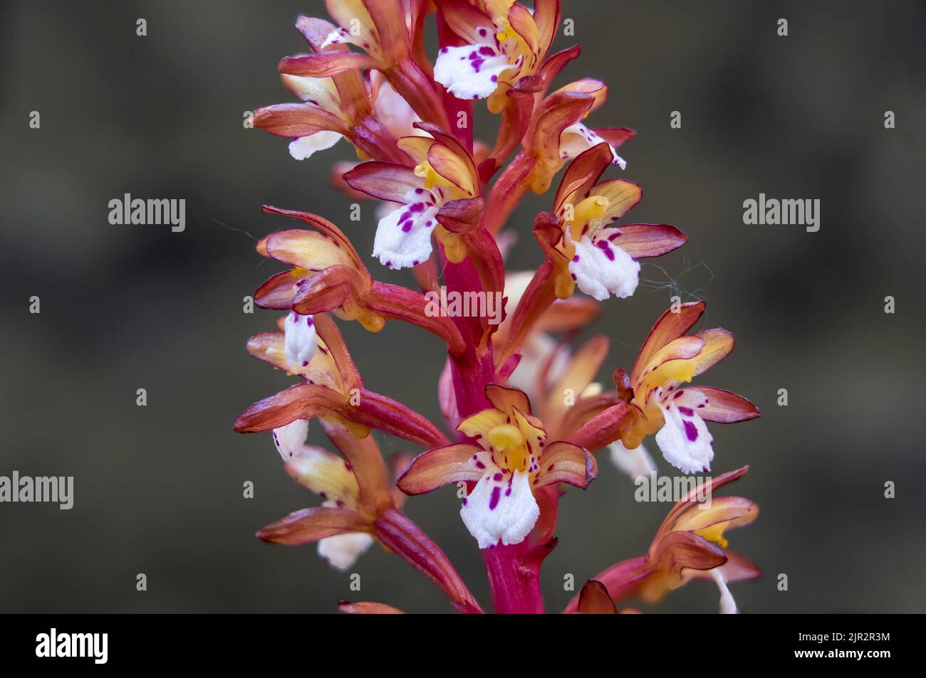 L'orchidea della radice di Corallo macchiata nella riserva ecologica delle paludi di Brokenhead, vicino a Scanterbury, Manitoba, Canada. Foto Stock
