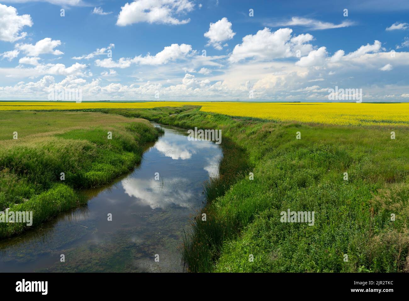 Un fossato drenante con acqua e un giacimento di canola in fiore giallo nella rurale Saskatchewan meridionale, Cnaada. Foto Stock