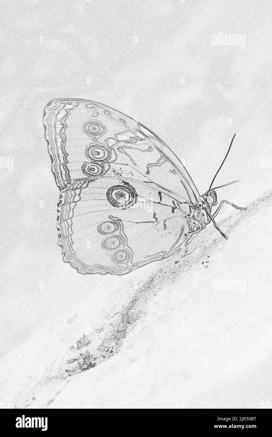 Disegno digitale di una farfalla Morpho blu (Morpho peleides) Foto Stock