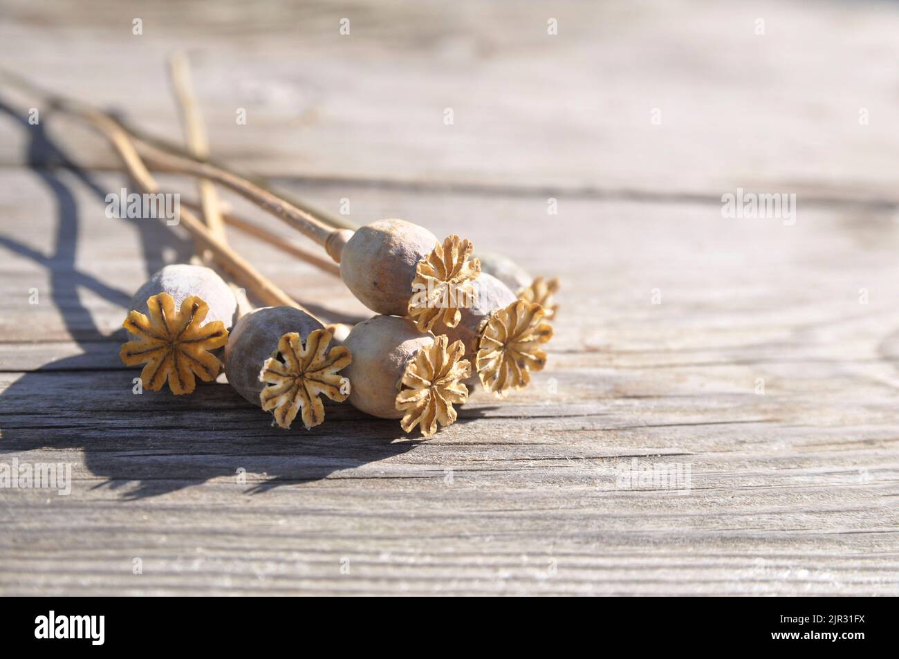 Bouquet di gambi di papavero secco con baccelli di semi su una superficie di legno. Papavero. Foto Stock