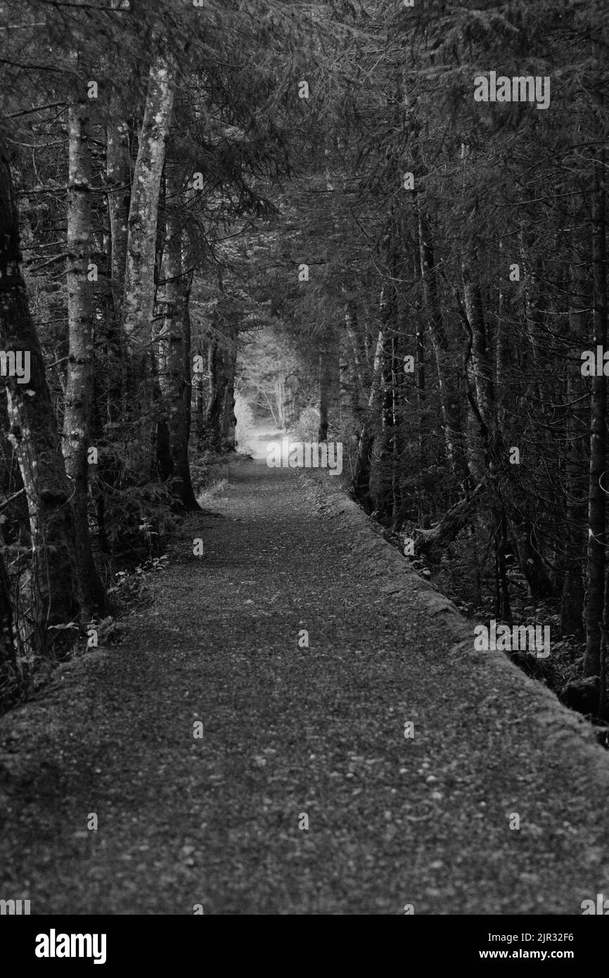 Der Weg im dunklen Wald in schwarz und weiß Foto Stock