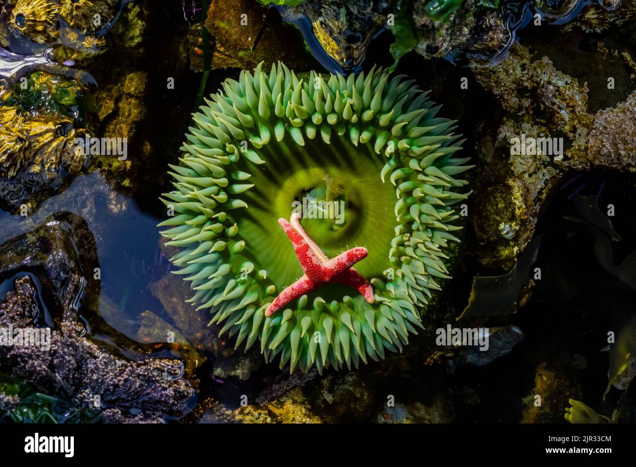 Anemone Verde gigante con Blood Star a Tongue Point nell'area ricreativa di Salt Creek lungo lo stretto di Juan de Fuca, Olympic Peninsula, Washington Stat Foto Stock
