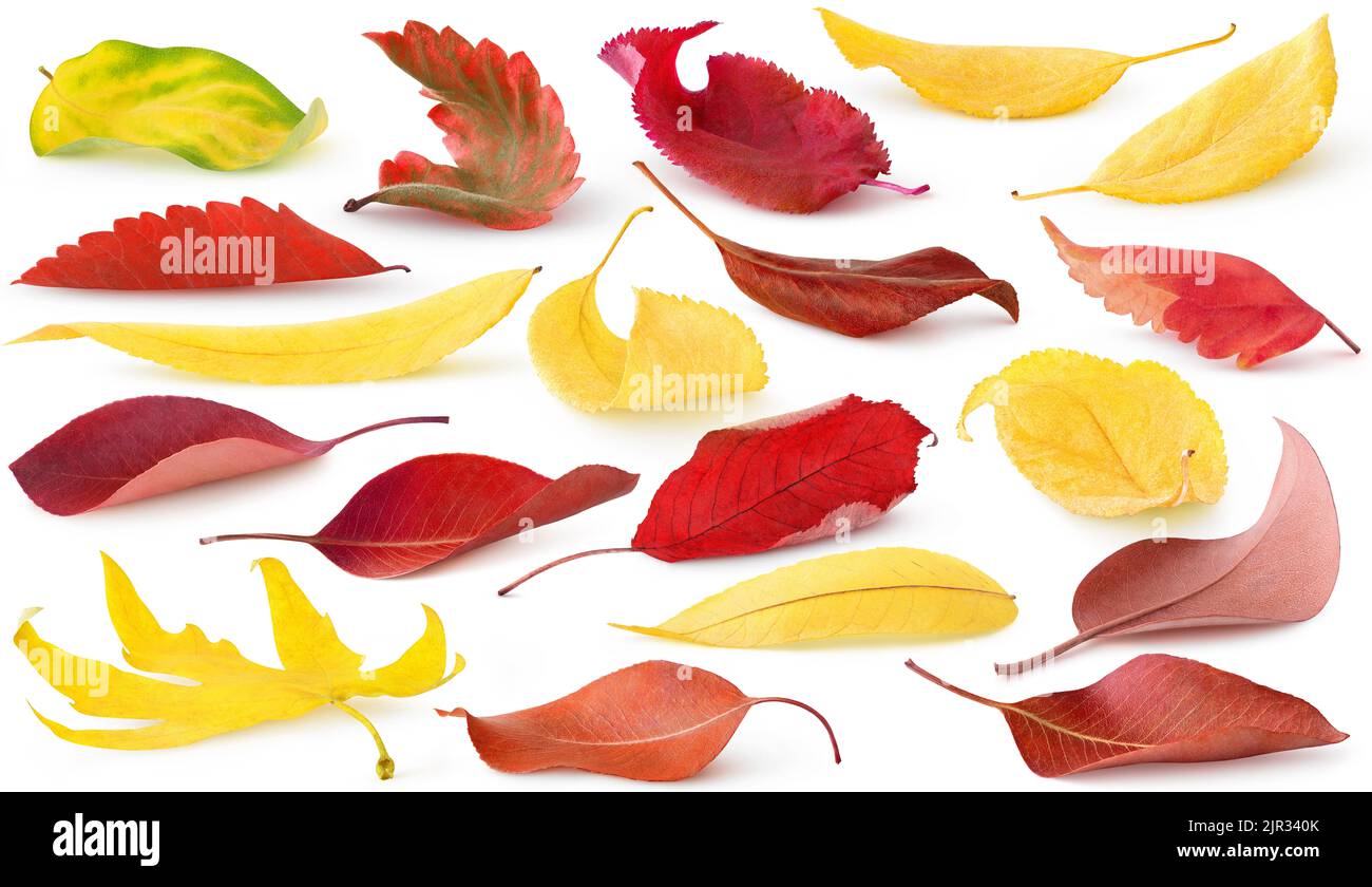 Foglie autunnali cadute isolate. Raccolta di foglie rosse e gialle di alberi e arbusti giacenti sul terreno isolato su sfondo bianco Foto Stock