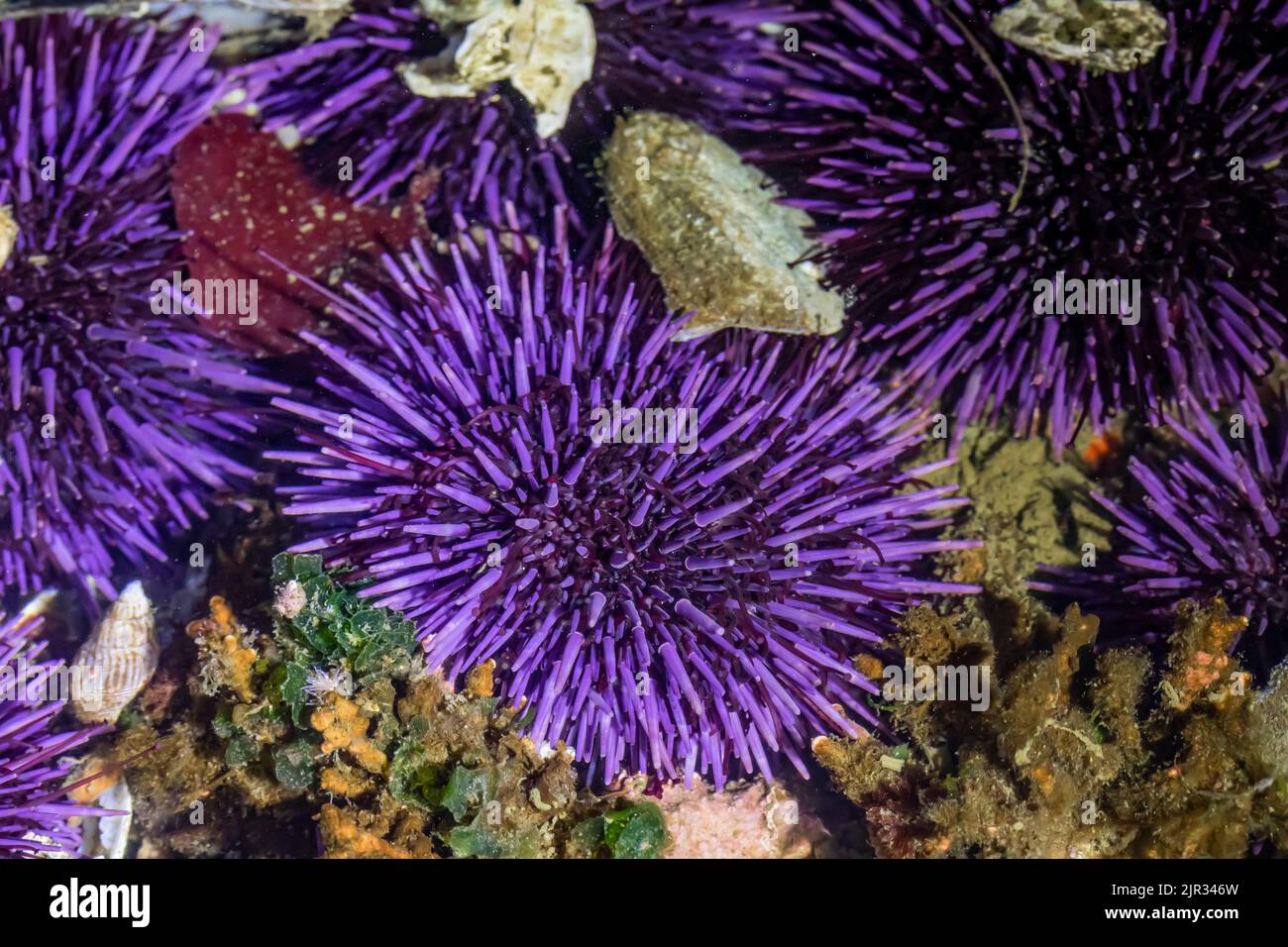 Purpurpurpuratus, Strongylocentrotus purpurpurpuratus, a Tongue Point nell'area ricreativa di Salt Creek lungo lo stretto di Juan de Fuca, penisola olimpica, Foto Stock