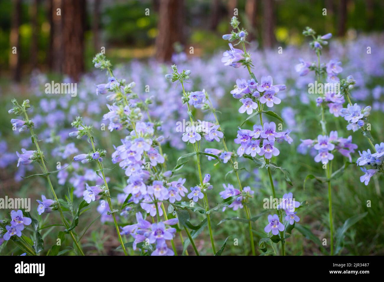 Uno stand di delicato tappeto porpora di pendemon un pavimento di pineta in Colorado Foto Stock