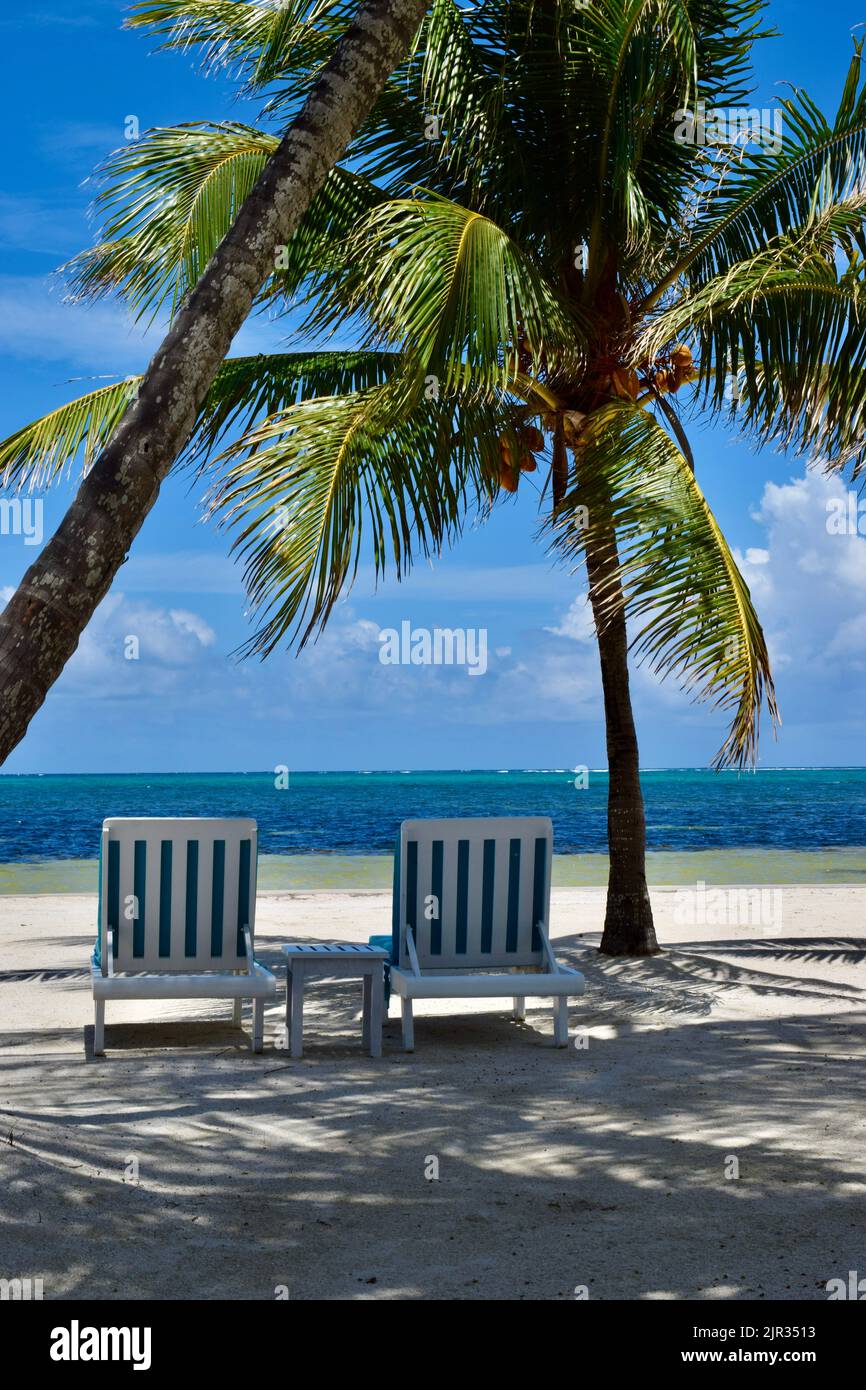 Atmosfera tropicale su Ambergris Caye, San Pedro, Belize, in una giornata di sole in spiaggia con sedie a sdraio, palme e il Mar dei Caraibi. Foto Stock