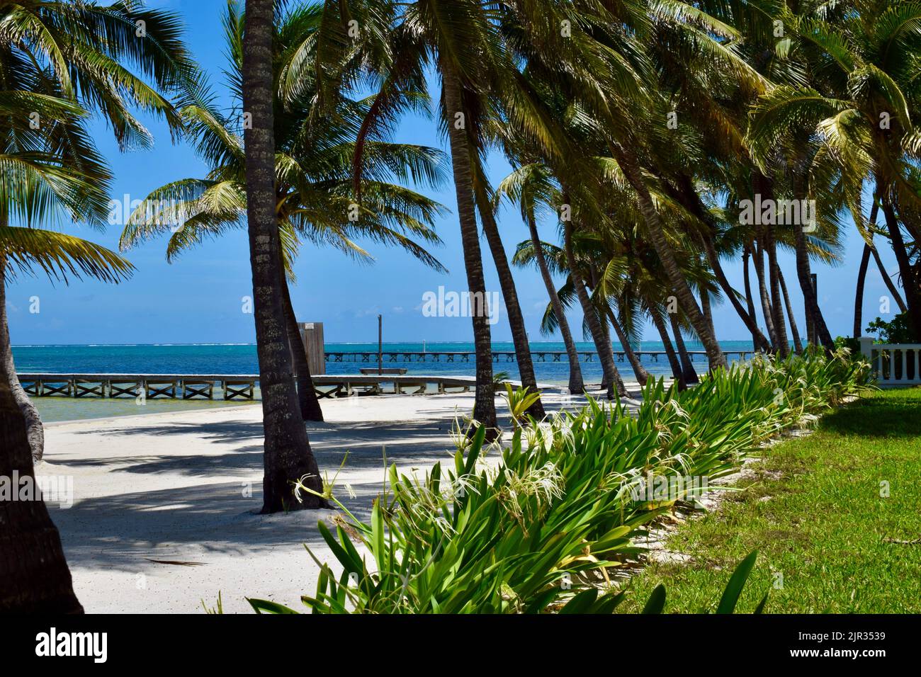 Una scena tropicale su Ambergris Caye, San Pedro, Belize, con un molo, palme, sabbia bianca, e piante tropicali. Foto Stock