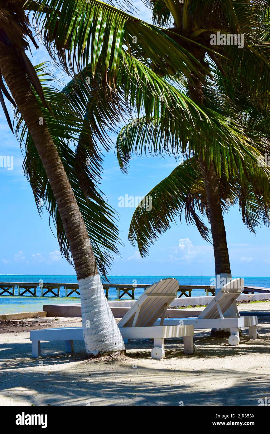 Una bella giornata in spiaggia che offre atmosfere tropicali con palme, sabbia bianca e sedie a sdraio bianche su Ambergris Caye, Belize. Foto Stock