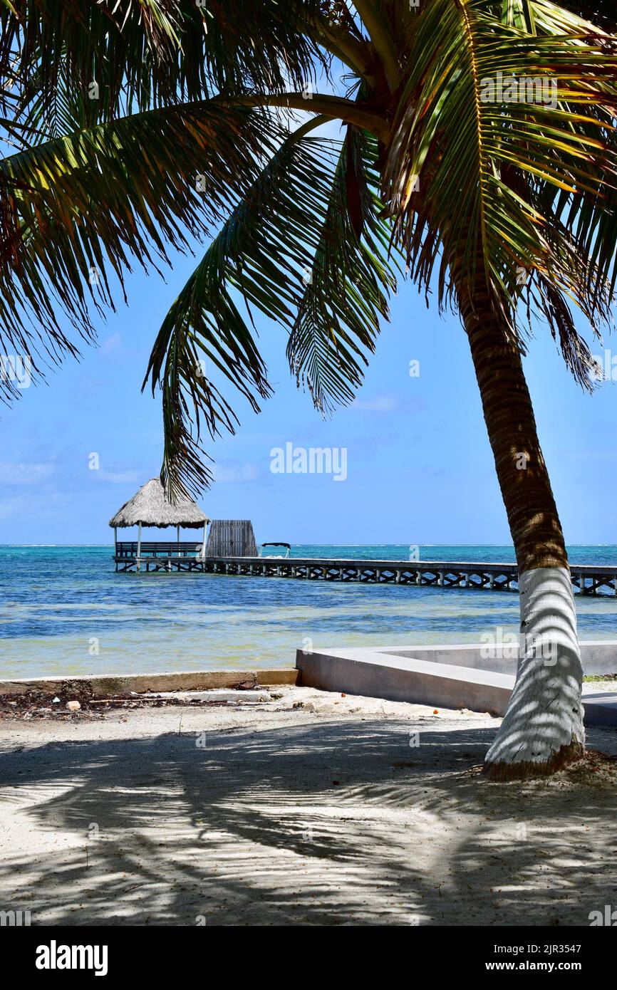 Una scena tropicale su Ambergris Caye, Belize, con una spiaggia di sabbia, una palma, e un palapa e molo su acqua limpida sullo sfondo. Foto Stock