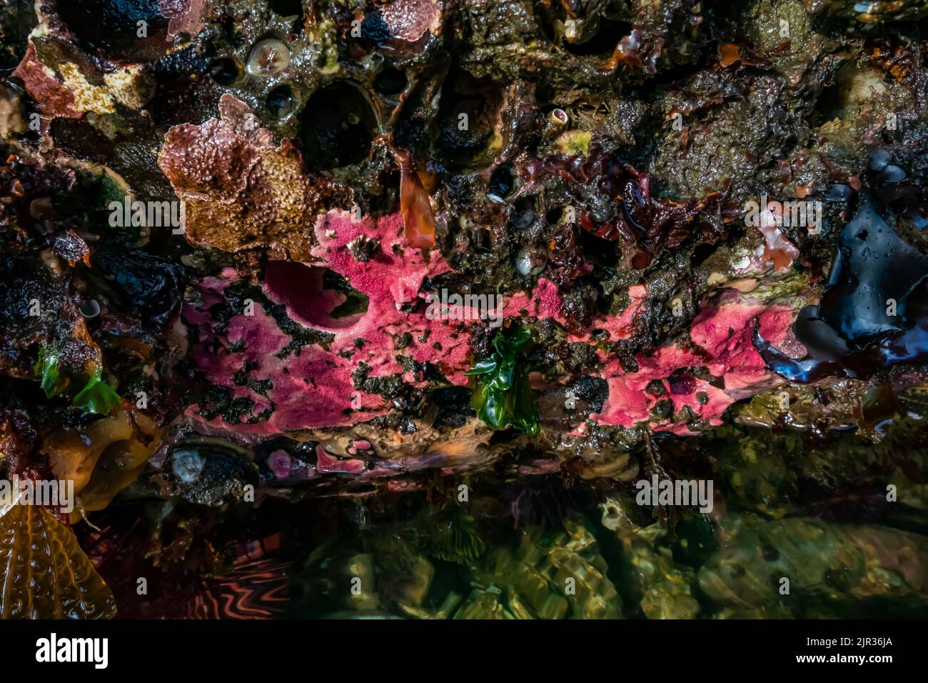 Hydroral, Stylantheca papillosa, a Tongue Point nella Salt Creek Recreation Area lungo lo stretto di Juan de Fuca, penisola olimpica, Foto Stock
