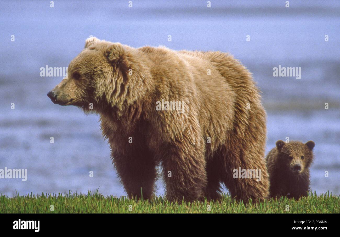 Orso Grizzly (marrone) con cucciolo di 6 mesi, McNeil River Alaska. Foto Stock