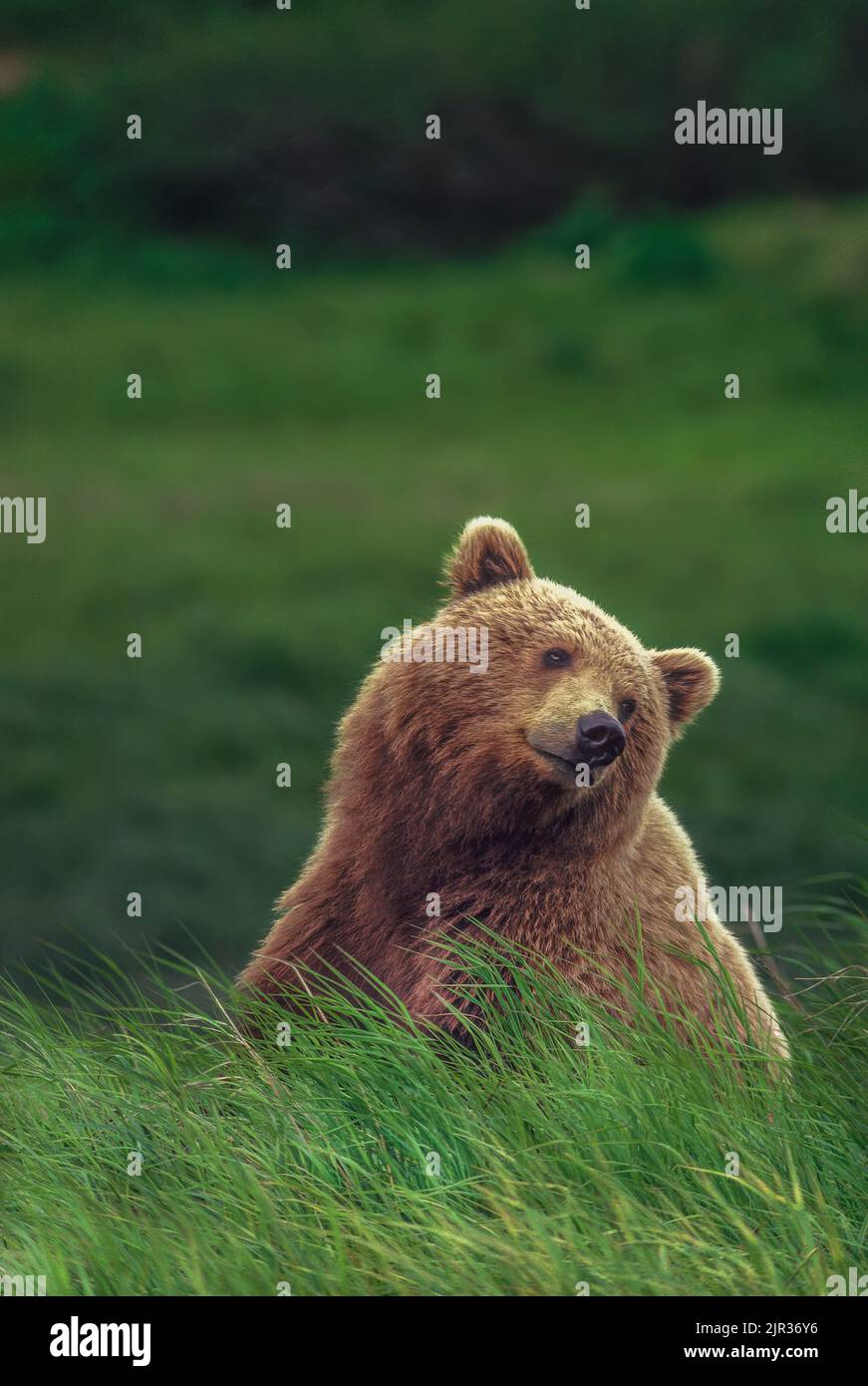 Grizzly Bear (orso bruno), McNeil River state Game Sanctuary, Kamishak Bay, Alaska. Specie minacciata. I cambiamenti climatici che interessano la migrazione del salmone, fonte alimentare primaria per questi orsi. Foto Stock