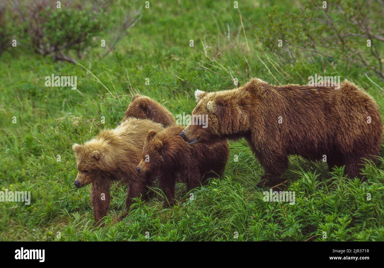 Orso Grizzly (marrone) con cuccioli di 1,5 anni. Fiume McNeil Alaska. Foto Stock