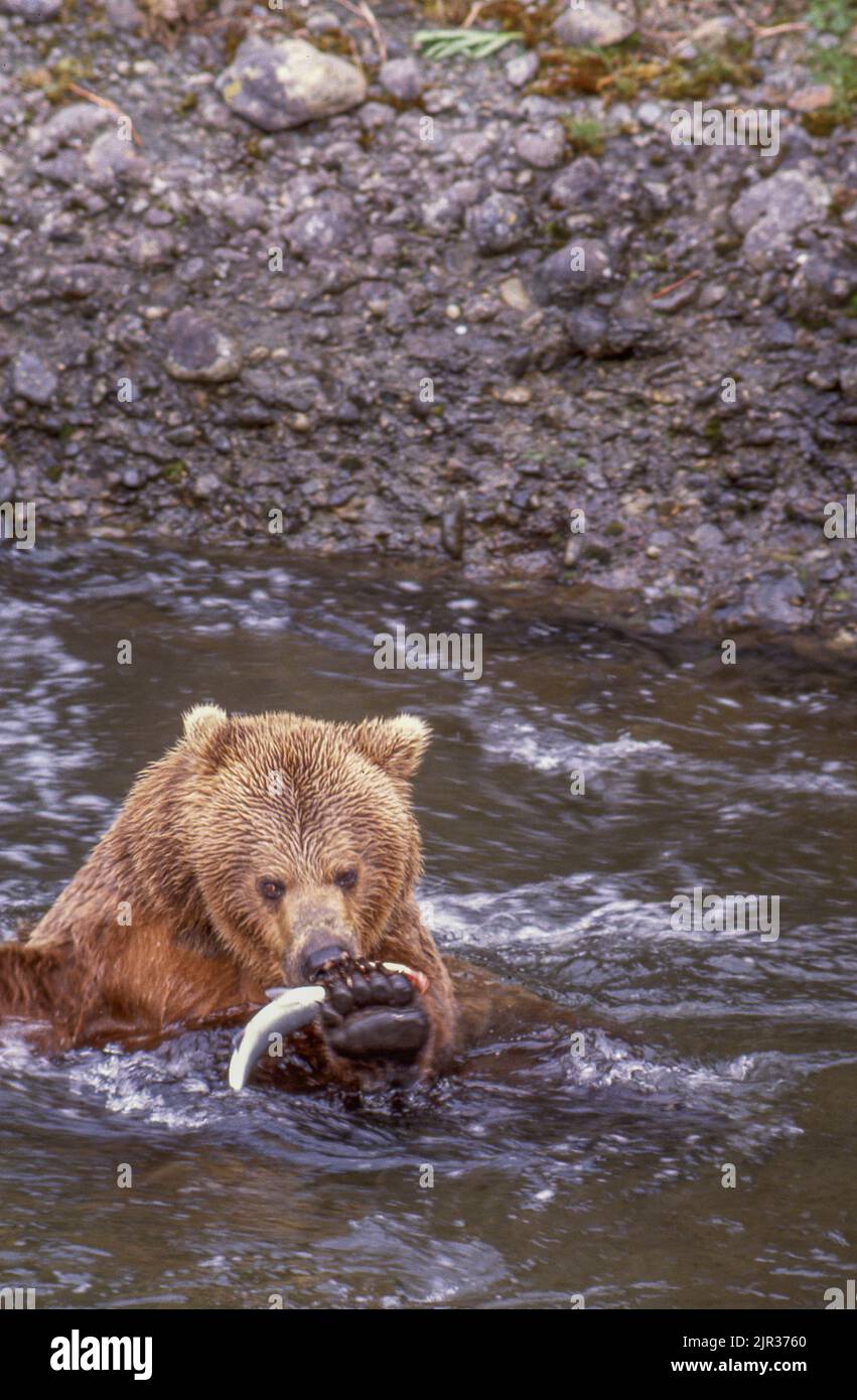 Grizzly (marrone) orso Ursus arctos. Fiume McNeil Alaska. Pesca. Salmone rosso (sockeye) che riparte nel mese di giugno a Mikvik Creek. Foto Stock