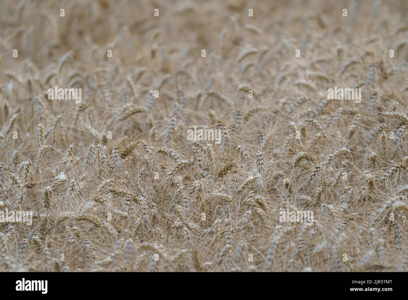 Le spikelets dorate di grano maturo crescono su un grande campo agricolo il giorno estivo in campagna Foto Stock