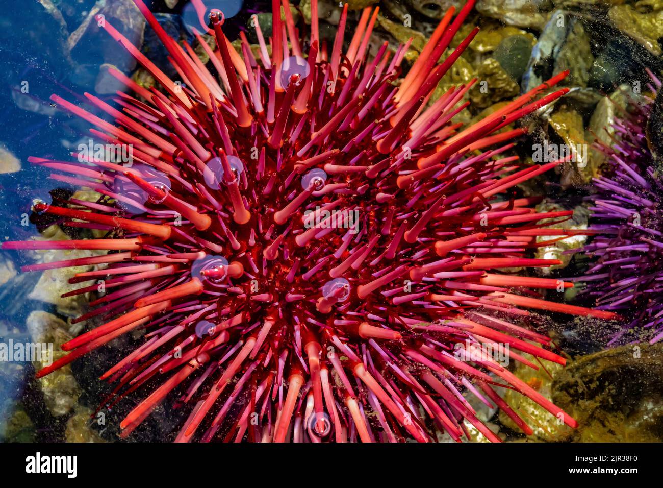 Urchin del Mar Rosso, Mesocentrotus franciscanus, a Tongue Point nella zona ricreativa di Salt Creek lungo lo stretto di Juan de Fuca, Penisola Olimpica, Lavaggio Foto Stock