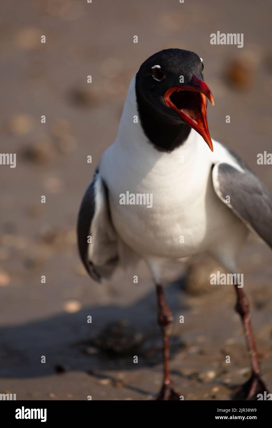 Focalizzazione selettiva sul largo becco aperto di bocca forte, squawking Gull Laughing sull'Isola di Mustang in caricatura umoristica, antropomorfica Foto Stock